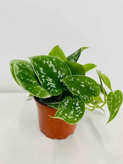 4" Pothos Satin
